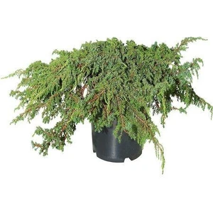 Yayılıcı Ardıç Sürünücü Ardıç Fidanı 40-80 Cm Juniperus Horizontalis