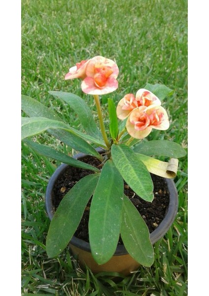 Saksılı Ebruli Dikenler Tacı Japon Iğnesi Euphorbia Milii 5-15 Cm