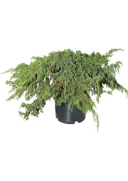Yayılıcı Ardıç Sürünücü Ardıç Fidanı 40-80 Cm Juniperus Horizontalis