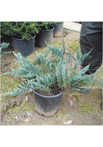 Yayılıcı Ardıç Sürünücü Ardıç Fidanı 40-80 Cm Juniperus Horizontalis fiyatları