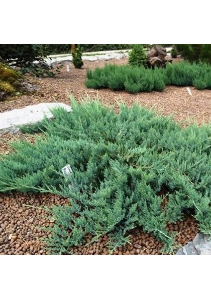 Yayılıcı Ardıç Sürünücü Ardıç Fidanı 40-80 Cm Juniperus Horizontalis modelleri
