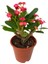 Saksılı Kırmızı Dikenler Tacı Japon Iğnesi Euphorbia Milii 5-15 Cm 1