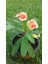 Saksılı Ebruli Dikenler Tacı Japon Iğnesi Euphorbia Milii 5-15 Cm 1