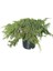 Yayılıcı Ardıç Sürünücü Ardıç Fidanı 40-80 Cm Juniperus Horizontalis 1