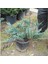 Yayılıcı Ardıç Sürünücü Ardıç Fidanı 40-80 Cm Juniperus Horizontalis 2