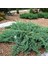 Yayılıcı Ardıç Sürünücü Ardıç Fidanı 40-80 Cm Juniperus Horizontalis 3