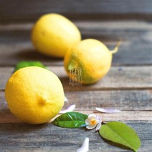 Egeye Dönüş Limon Kurusu Meyve Cipsi 1 kg (Ilave Şekersiz)