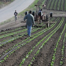 Şakir Hırdavat 25 Metre 40 Cm Delikli Damla Sulama Hortumu + Tohum