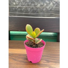 Meğribio Crassula Ovata