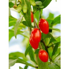 Yayla Tarım 4 Adet Goji Berry Fidanı Nq7 Tüplü 20 cm 12 Ay Dikim