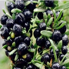 Yayla Tarım 6 Adet Goji Berry Fidanı Siyah Renk Tüplü 15 cm 12 Ay Dikim