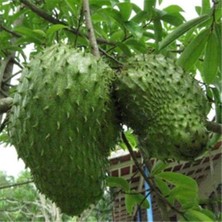 Yavuz Fidancılık Graviola, Soursop (Tarçın Elması) Fidanı 3 YAŞ 60-70 CM