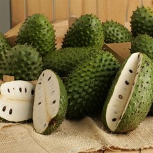 Yavuz Fidancılık Graviola, Soursop (Tarçın Elması) Fidanı 3 YAŞ 60-70 CM