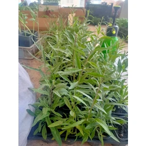 Yayla Tarım 3 Adet Goji Berry Fidanı Nq7 Tüplü 20 cm 12 Ay Dikim