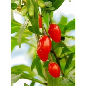 Yayla Tarım 6 Adet Goji Berry Fidanı Nq7 Tüplü 20 cm 12 Ay Dikim