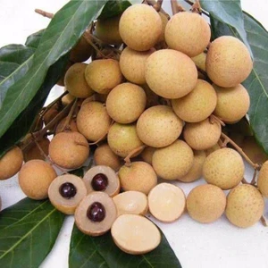 Yavuz Fidancılık Longan Fidanı 2 YAŞ 10-15 CM