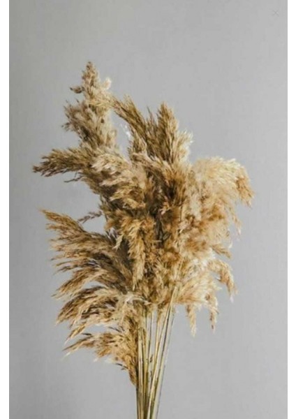 Pampas 10'lu Natural Çiçek