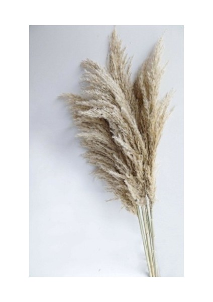 Pampas 10'lu Natural Çiçek