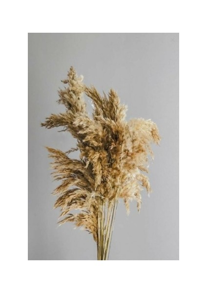 Pampas 10'lu Natural Çiçek
