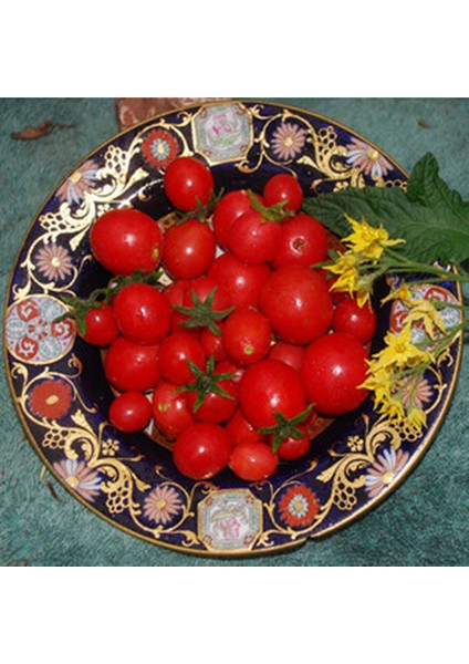 Gartenperle Domates Tohumu