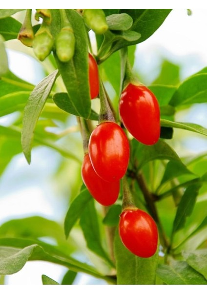 Yayla Tarım 6 Adet Goji Berry Fidanı Nq7 Tüplü 20 cm 12 Ay Dikim