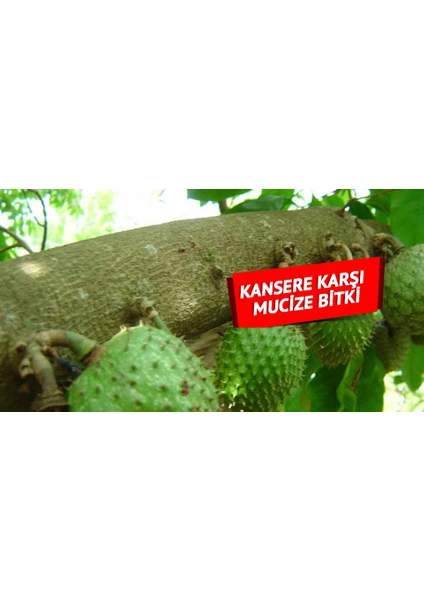 Yavuz Fidancılık Graviola, Soursop (Tarçın Elması) Fidanı 3 YAŞ 60-70 CM