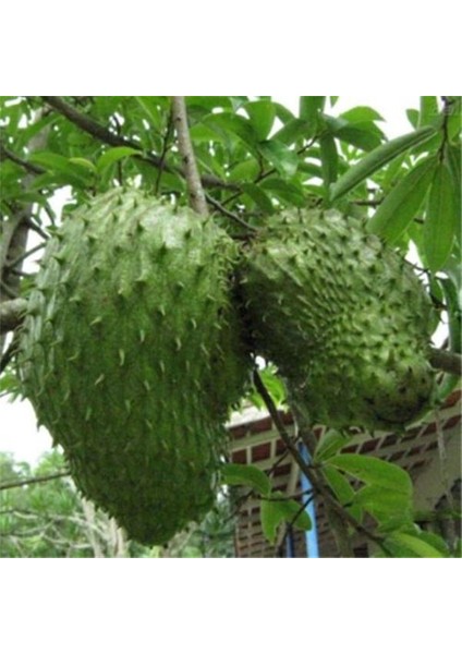 Yavuz Fidancılık Graviola, Soursop (Tarçın Elması) Fidanı 3 YAŞ 60-70 CM