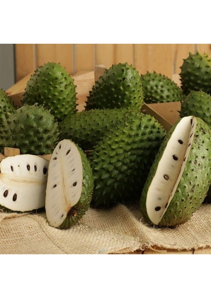 Yavuz Fidancılık Graviola, Soursop (Tarçın Elması) Fidanı 3 YAŞ 60-70 CM