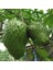 Yavuz Fidancılık Graviola, Soursop (Tarçın Elması) Fidanı 3 YAŞ 60-70 CM 2