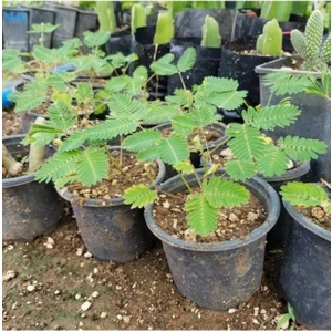 Küstüm Çiçeği Mimosa Pudica 2 Adet