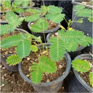 Saksılı Küstüm Çiçeği Fidanı Küçük Boy 3-13 cm Mimosa Pudica