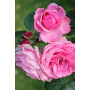 Kokulu Isparta Gülü 40 cm Rosa Damascena