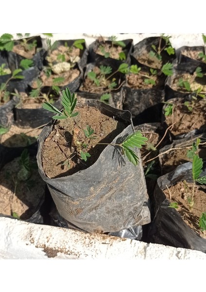 5 Adet Tüplü Küstüm Çiçeği