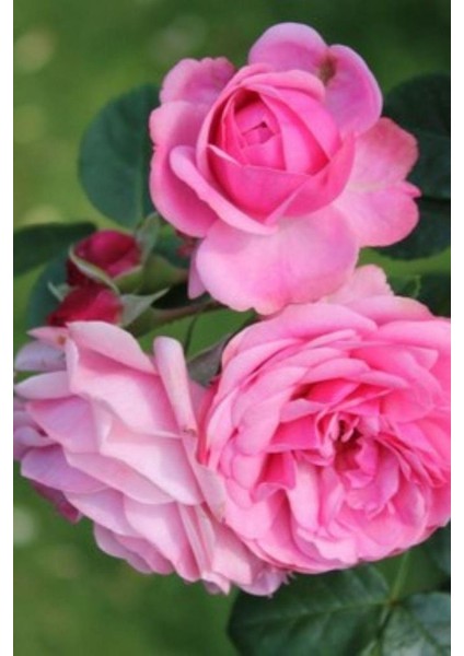 Kokulu Isparta Gülü 40 cm Rosa Damascena