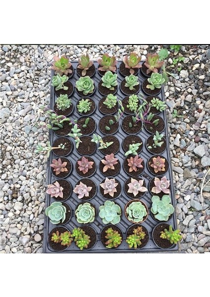 45 Göz Kaktüs Viyolü Fide Viyolü 75 Adet