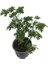 Kokulu Itır Çiçeği (Pelargonium Graveolens) 1