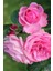 Kokulu Isparta Gülü 40 cm Rosa Damascena 1