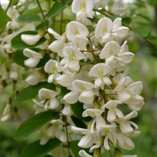 Evve Bahce Tüplü Beyaz Çiçekli Yoğun Kokulu Akasya Fidanı