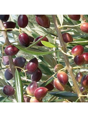 Ev Ve Bahçe Tüplü Manzalina Zeytin Fidanı