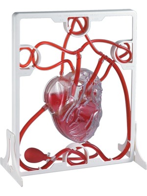 Edu Toys Hızlı - Pompalamalı Kalp Modeli 3 Boyutlu