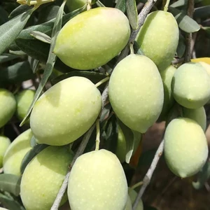 Ev Ve Bahçe Tüplü Memecik Zeytin Fidanı