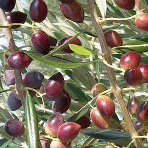 Ev Ve Bahçe Tüplü Manzalina Zeytin Fidanı