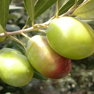 Ev Ve Bahçe Tüplü Domat Zeytin Fidanı
