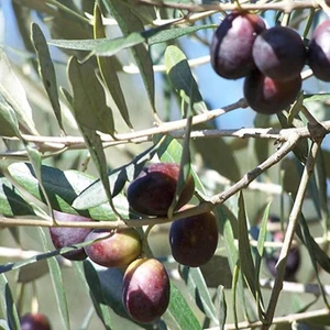 Ev Ve Bahçe Tüplü Ayvalık (Edremit) Zeytin Fidanı (2 Yaş)