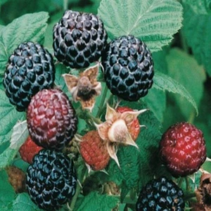 Ev Ve Bahçe Tüplü Black Jewel Siyah Ahududu Fidanı