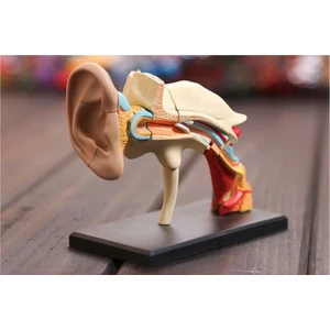 Ear Anatomy Kulak Modeli 14 Parça 7.7cm