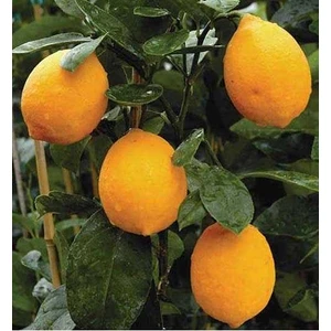 Mayer Limon Fidanı (Tüplü)