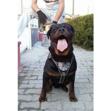 Ac Leather Deri Kopek Tasmasi Set Fiyati Taksit Secenekleri