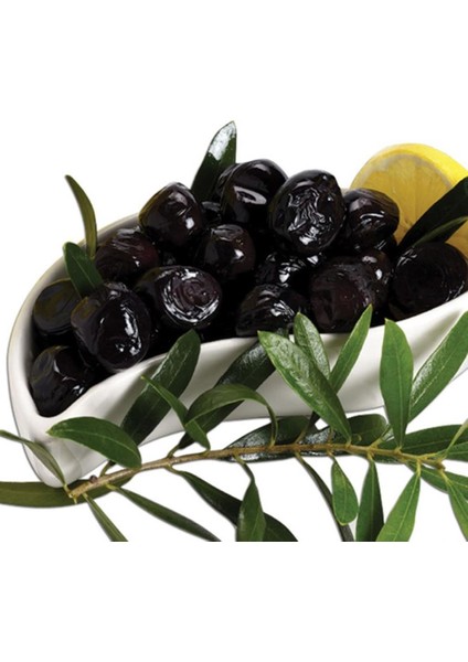 Meyve Verme Yaşında Gemlik Zeytin Fidanı (1 Yaş)