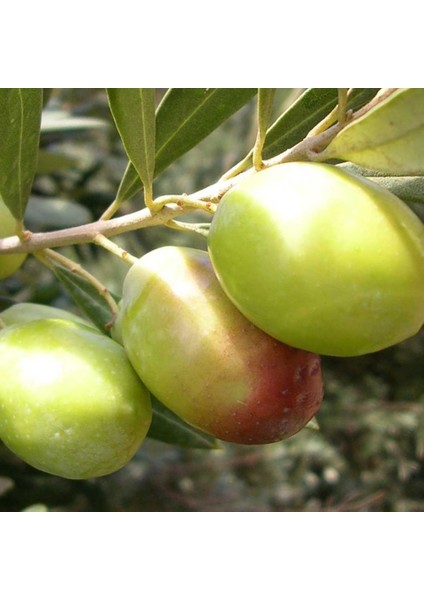 Evve Bahce Tüplü Domat Zeytin Fidanı